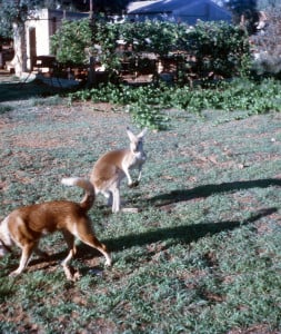 Playmates in Onslow, Western Australia