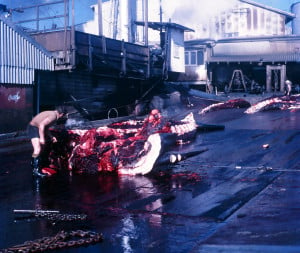 Parts of a dismembered sperm whale at the Cheyne Beach Whaling Station near Albany Western Australia